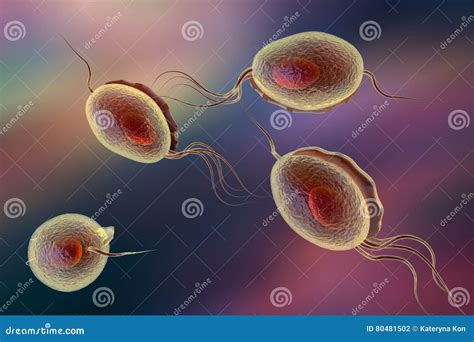 Illustration De Vaginalis De Trichomonas Illustration Stock