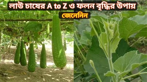 লাউ চাষ পদ্ধতি লাউ গাছের পরিচর্যা ও কৃত্রিম পরাগায়নে ফলন বৃদ্ধির