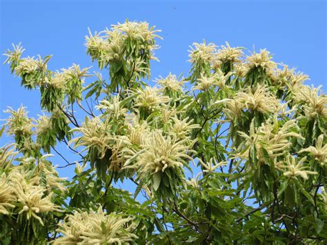 Chestnut flowers - General Fruit Growing - Growing Fruit