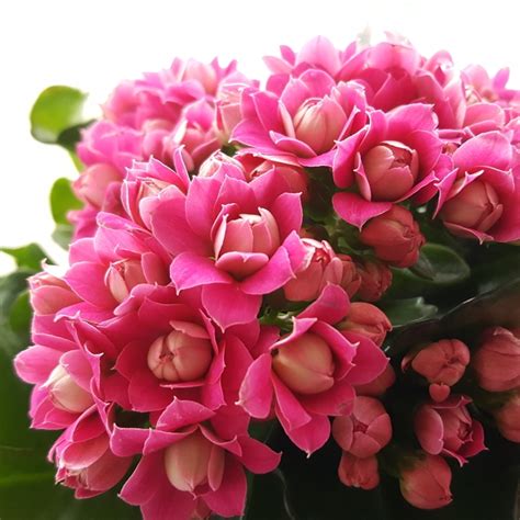 Kalanchoe Blossfeldiana Pink Queen Kalanchoe Pink Queen Uploaded