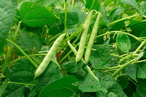 Beans: profile, care, companion plants & pests - Plantura