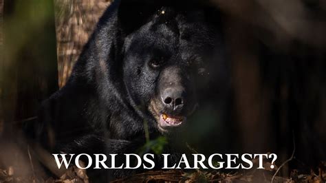 Biggest Black Bear In The World