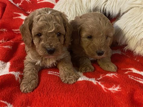 GORGEOUS F1B CAVAPOO PUPPIES | NewPetz.com