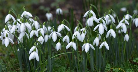 Galanthus Four Distinctive And Inexpensive Snowdrops Ivy Cottage