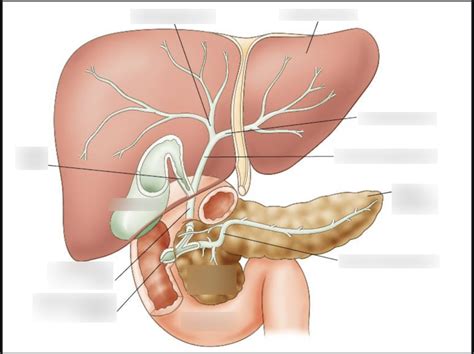 Liver Diagram Quizlet