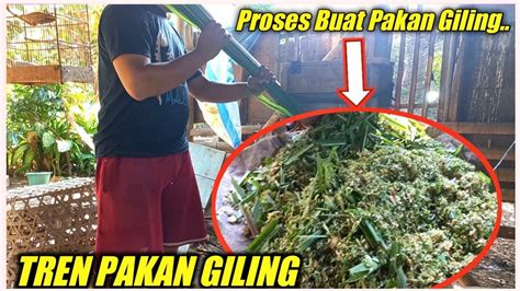 Pakan Giling Sekarang Di Percaya Pakan Menggemukan Sapi Cepat YouTube