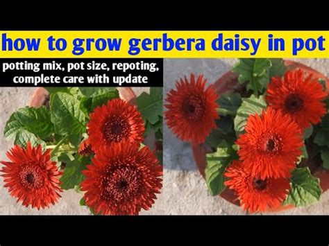 How To Grow Gerbera Daisy In Pot Gerbera Daisy Winter Flower