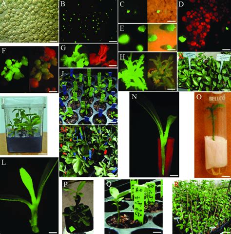 Regeneration Of Transgenic Citrus Plants And Monitoring Gfp Gene