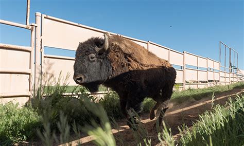 Northern Colorado bison herd flourishes