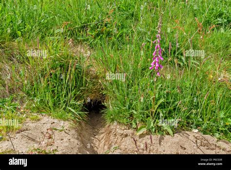 Madriguera De Conejo Fotos e Imágenes de stock Alamy