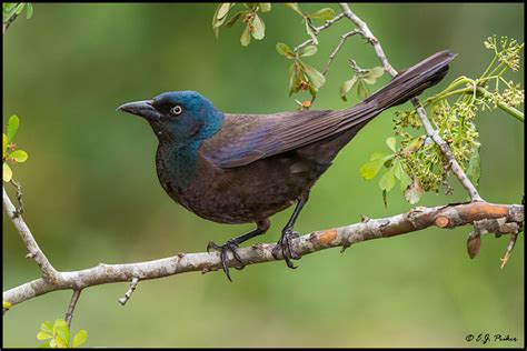 Common Grackle Page