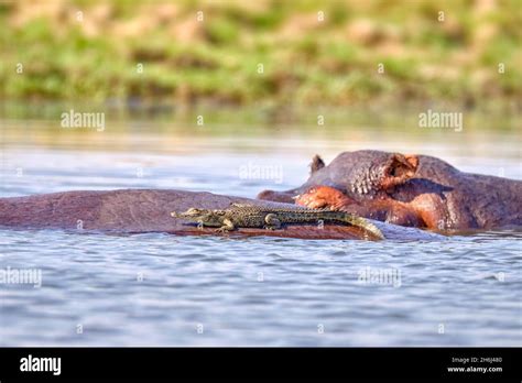 Cocodrilo Del Nilo Crocodylus Niloticus Sentado En Hipopótamo Parque