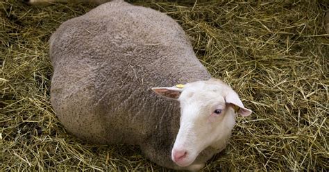 Pet Sheep Struggling To Survive When The Owner Shockingly Sees 4 Babies ...