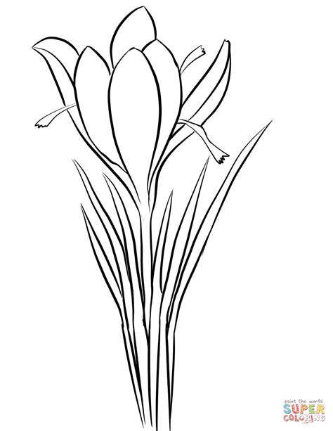 Saffron Crocus Crocus Sativus Coloring Page Free Printable Coloring