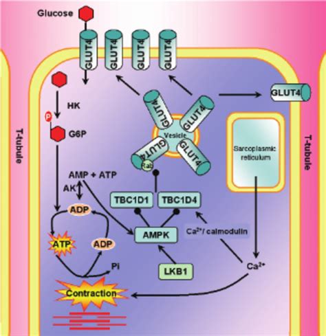 Figure 1 From Molecular Review Effects Of Physical Exercise In