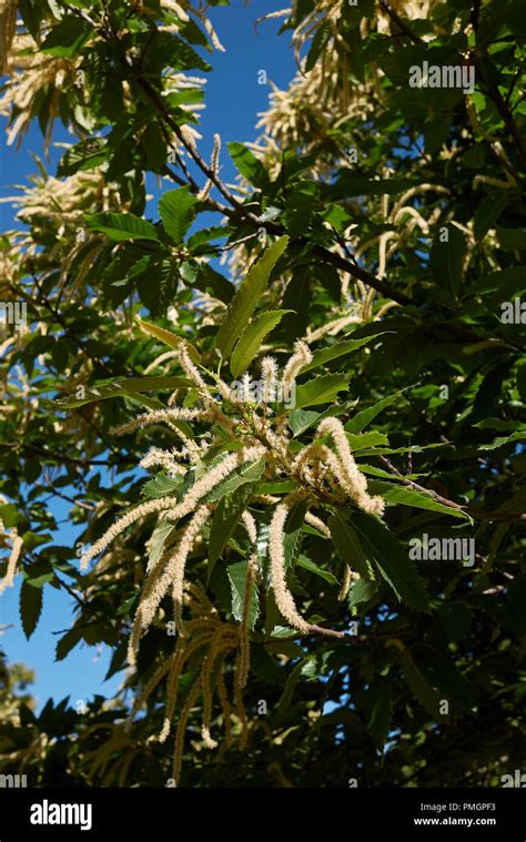 Castanea sativa blossom Stock Photo - Alamy