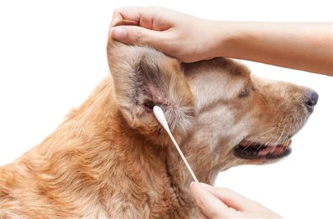 The Complete Guide To Pet Grooming Pets Australia