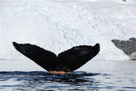 Antarctic Whale & Marine Mammal Watching | One Ocean Expeditions