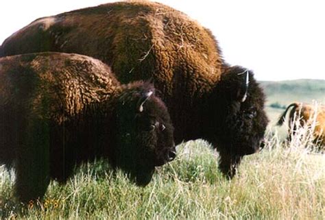 The Iconic American Bison | HubPages