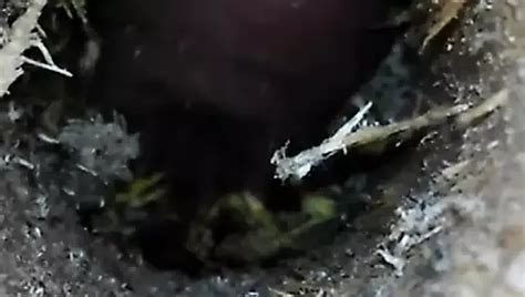 Free Fuck In The Woods Gay Porn Videos XHamster