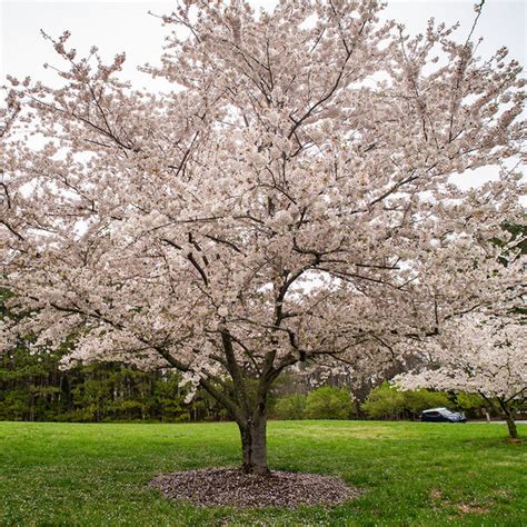 Yoshino Cherry Tree | Yoshino Cherry Tree for Sale — PlantingTree