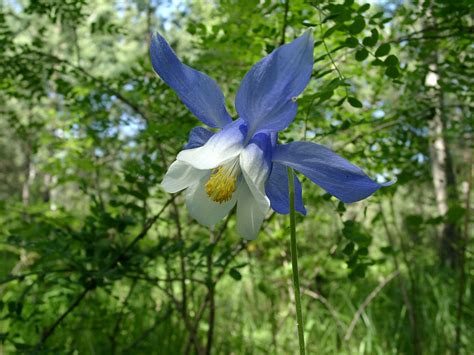 Водосбор железистый (Aquilegia glandulosa)