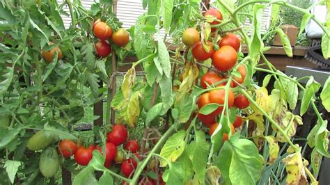 Tomato Fruit Cracking Why It Happens What Can You Do Its Not Nutritional Trg 2015 Youtube