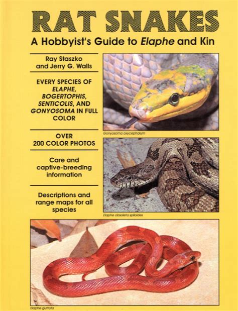 Rat Snakes A Hobbyists Guide To Elaphe And Kin