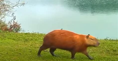 Friendly Capybara Wants To Introduce His Human Friend To The Rest Of ...