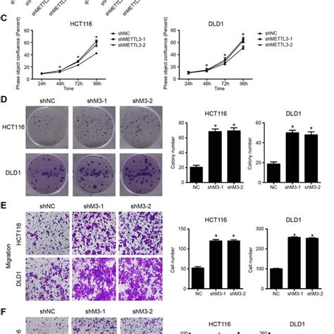 Knockdown Of METTL3 Promoted CRC Proliferation And Migration A