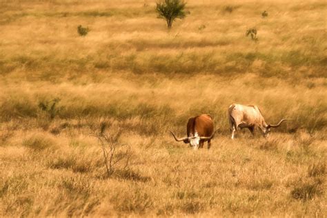 TEXAS CATTLE RANCHES – A HISTORY - Ranch Connection