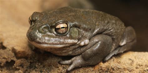 The Sonoran Desert Toad | Critter Science