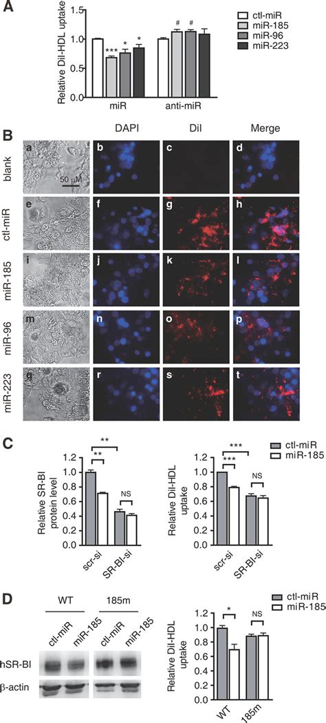 Mir Mir And Mir Regulate Selective Hdl C Uptake Into