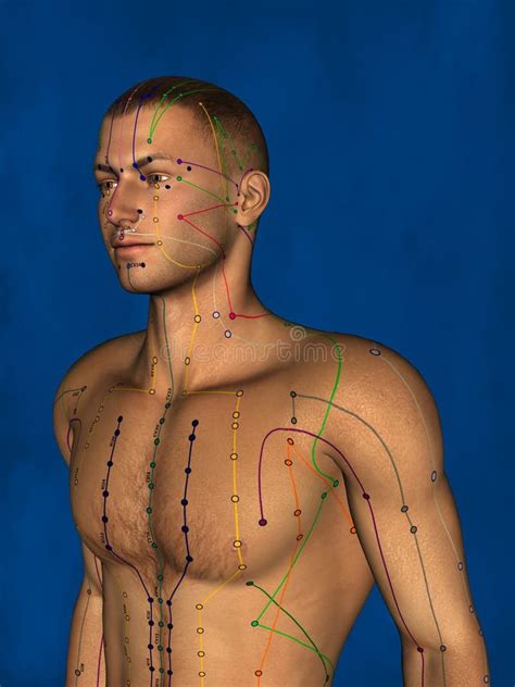 Akupunktur Modell D Stock Abbildung Illustration Von Ausbildung