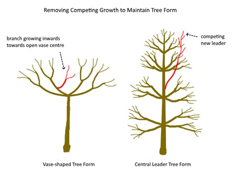 How To Prune A Fruit Tree Step By Step Deep Green Permaculture