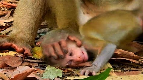 Breaking H Eart Luna Weaned Her Newborn Lucie By Putting Her Hand On