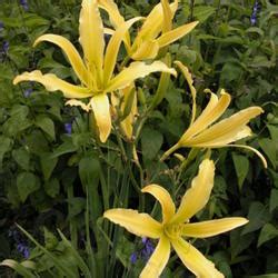 Daylily Hemerocallis Kindly Light In The Daylilies Database