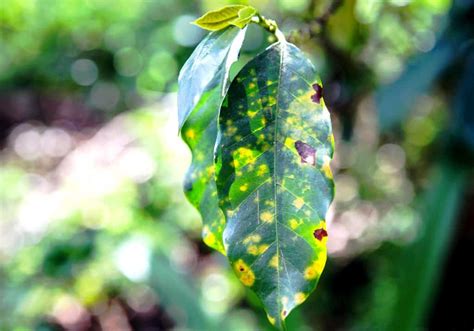 What is Coffee Rust? Symptoms and Control - Craft Coffee Guru