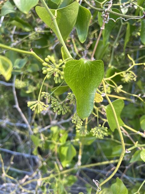 Earleaf Greenbrier From Upper Tampa Bay Park Phase Ii Tampa FL US On