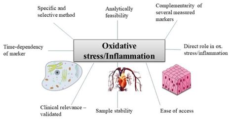 Antioxidants Free Full Text Common And Novel Markers For Measuring