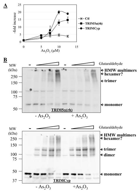 As2O3 does not modify the multimerization of TRIM5α and TRIMCyp A