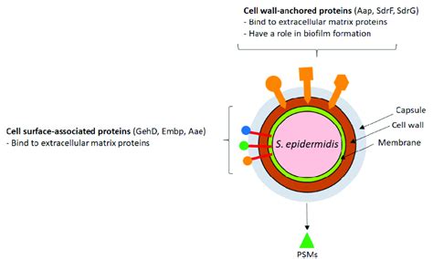 Schematic Representation Of Staphylococcus Epidermidis Virulence