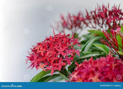 Ixora Flower In Garden Stock Image Image Of Blossom 89230673