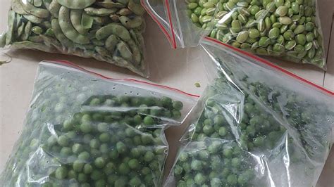 हरव वटन 6 महन टकनर How to store Green peas or green sabji