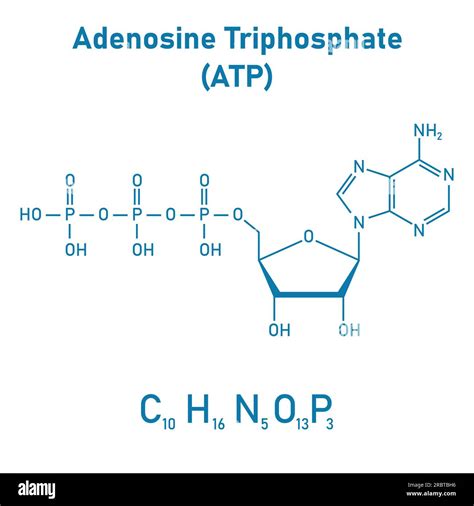 Chemical Structure Of Adenosine Triphosphate Atp C10h16n5o13p3