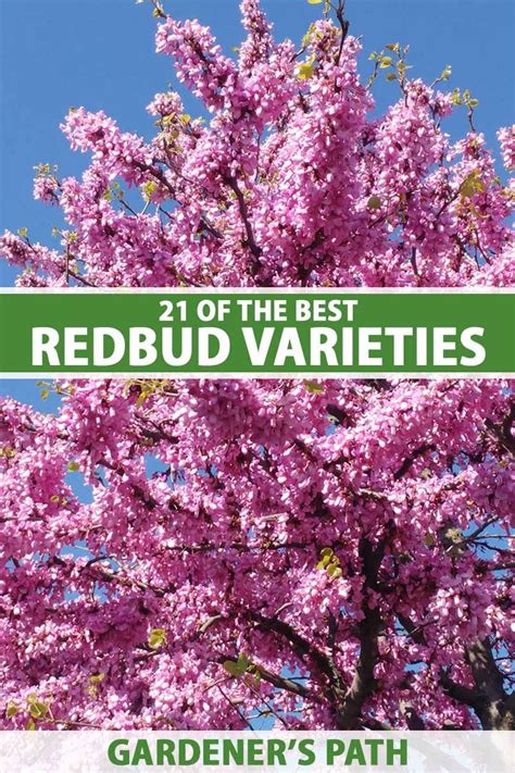 21 Of The Best Redbud Varieties Gardeners Path In 2024 Ornamental