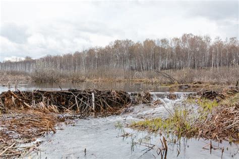 Beaver Dam. the Dam Constructed by a Beaver. House of a Beaver. Stock Photo - Image of nature ...