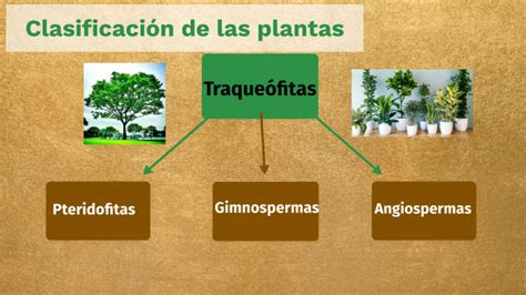 Clasificaci N De Las Traque Fitas By Benjamin Acosta On Prezi