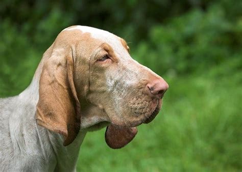 19 Dogs With Long Ears The Best Long Eared Dogs