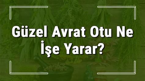 G Zel Avrat Otu Nedir Ne I E Yarar Ve Nerede Yeti Ir G Zel Avrat